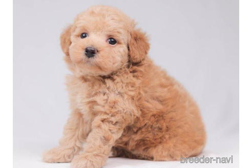 成約済の東京都のトイプードル-206181の4枚目